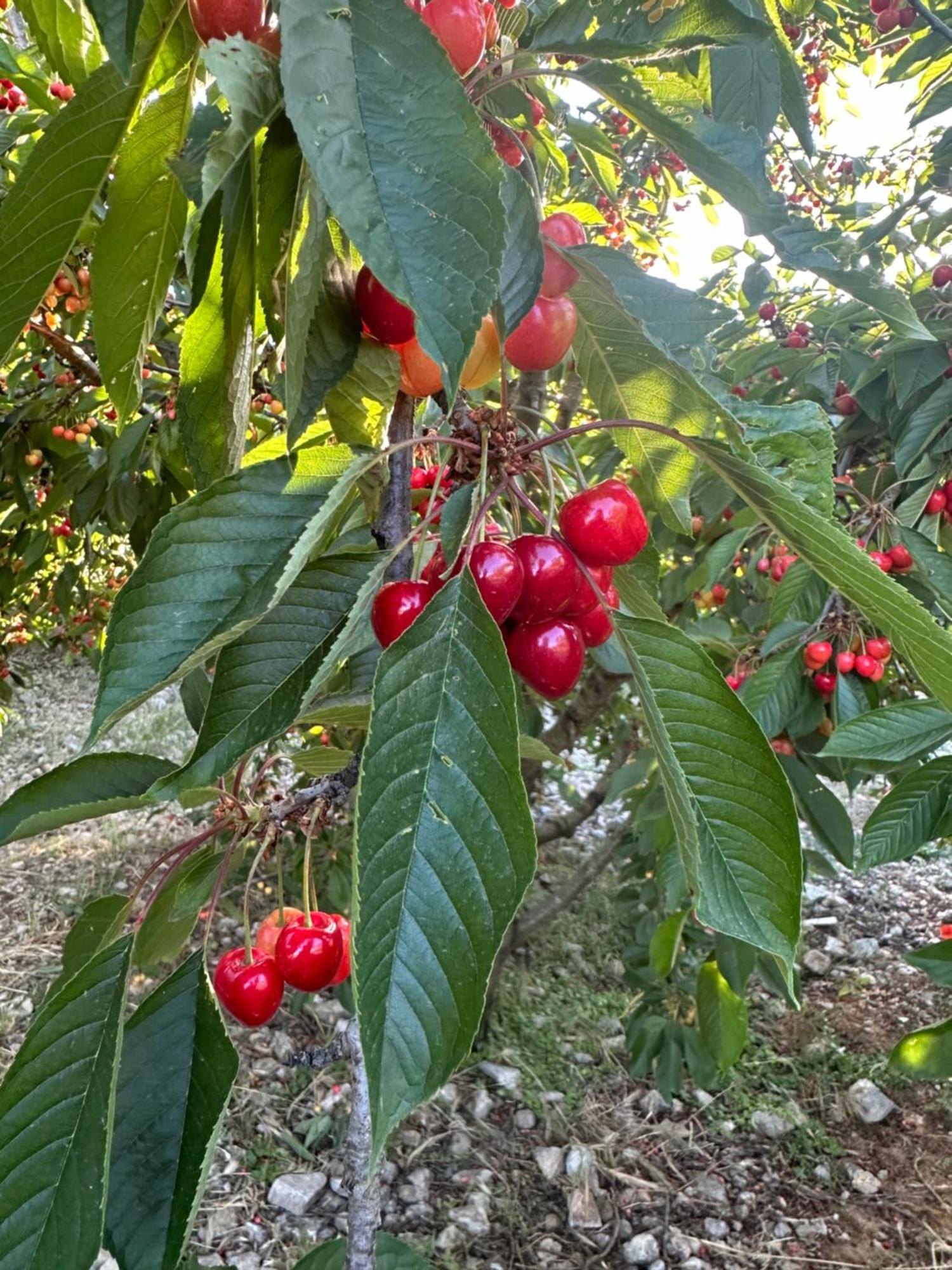 Agriturismo Serra Moneta Santo Stefano Quisquina 외부 사진