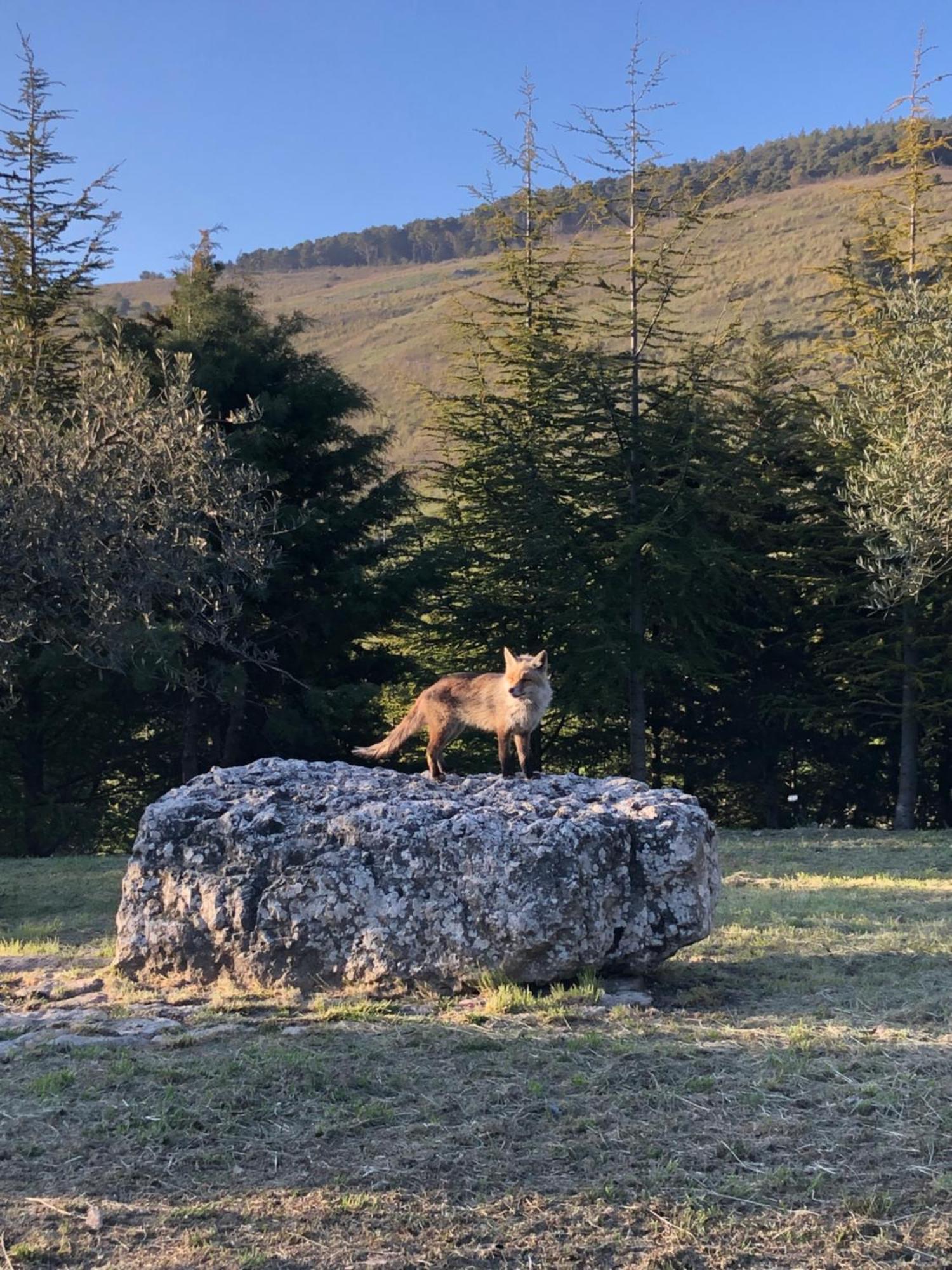 Agriturismo Serra Moneta Santo Stefano Quisquina 외부 사진